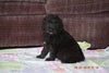 Black Goldendoodle Puppy For Sale Mount Gilead Ohio Female Anna