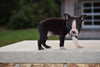 AKC Registered Boston Terrier Puppy For Sale Male Riley Shreve Ohio