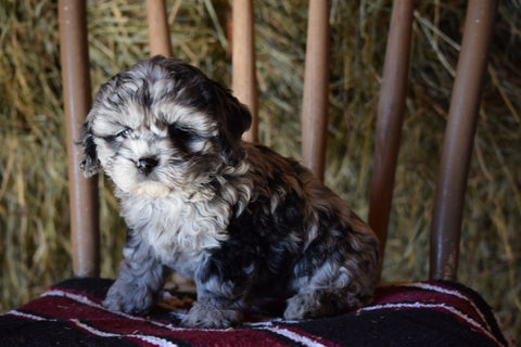 DBR Registered Cockapoo for Sale Millersburg Ohio Male Tommy