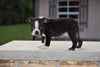 AKC Registered Boston Terrier Puppy For Sale Male Teddy Shreve Ohio