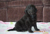 Black Goldendoodle Puppy For Sale Mount Gilead Ohio Male Buster