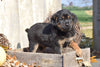 German Shepherd Rottweiler Mix Puppy For Sale Millersburg Ohio Sam Male