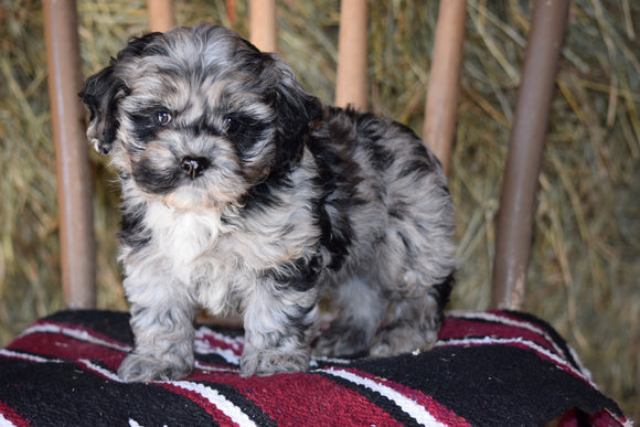 DBR Registered Cockapoo For Sale Millersburg Ohio Male Bobby