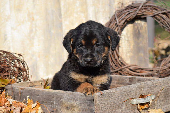 German Shepherd Rottweiler Mix Puppy For Sale Millersburg Ohio Sam Male