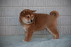ACA Registered Shiba Inu Puppy For Sale Female Holly Fredericksburg, Ohio