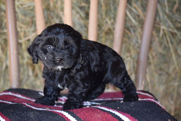 DBR Registered Cockapoo For Sale Millersburg Ohio Female Molly