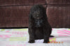 Black Goldendoodle Puppy For Sale Mount Gilead Ohio Male Buster