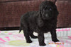 Black Goldendoodle Puppy For Sale Mount Gilead Ohio Female Verba