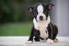 AKC Registered Boston Terrier Puppy For Sale Female Bailey Shreve Ohio