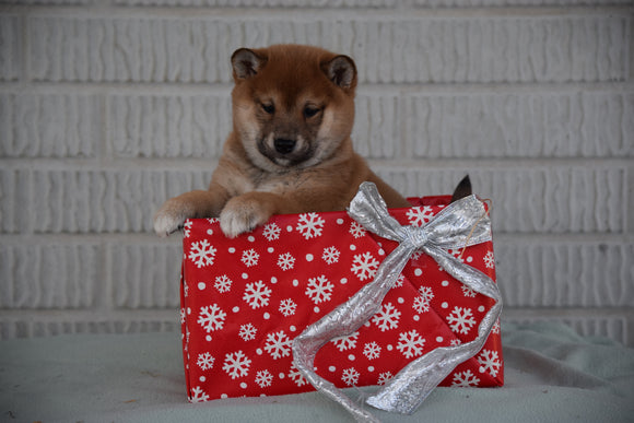 ACA Registered Shiba Inu Puppy For Sale Female Candi Fredericksburg, Ohio