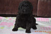 Black Goldendoodle Puppy For Sale Mount Gilead Ohio Female Verba