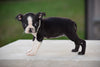 AKC Registered Boston Terrier Puppy For Sale Female Sasha Shreve Ohio