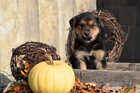German Shepherd Rottweiler Mix Puppy For Sale Millersburg Ohio Bruno Male