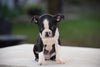 AKC Registered Boston Terrier Puppy For Sale Female Sasha Shreve Ohio