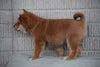 ACA Registered Shiba Inu Puppy For Sale Male Oscar Fredericksburg, Ohio