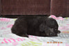 Black Goldendoodle Puppy For Sale Mount Gilead Ohio Male Hunter