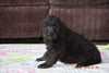 Black Goldendoodle Puppy For Sale Mount Gilead Ohio Male Hunter