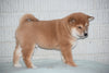 ACA Registered Shiba Inu Puppy For Sale Male Walter Fredericksburg, Ohio