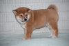ACA Registered Shiba Inu Puppy For Sale Male Walter Fredericksburg, Ohio
