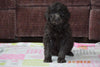 Black Goldendoodle Puppy For Sale Mount Gilead Ohio Male Toby
