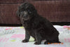 Black Goldendoodle Puppy For Sale Mount Gilead Ohio Male Toby