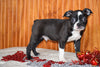 AKC Registered Boston Terrier Puppy For Sale Male Pedro Dundee, Ohio
