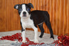 AKC Registered Boston Terrier Puppy For Sale Female Paula Dundee, Ohio