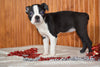 AKC Registered Boston Terrier Puppy For Sale Female Paula Dundee, Ohio
