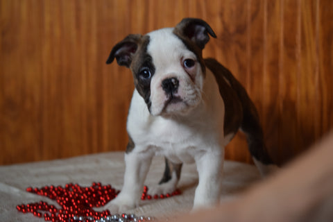 Miniature Bulldog Puppy For Sale Male Major Dundee, Ohio