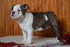Miniature Bulldog Puppy For Sale Male Major Dundee, Ohio
