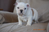 Beabull Puppy For Sale Fredericksburg Ohio Prince Male