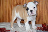 Miniature Bulldog Puppy For Sale Male Caramel Dundee, Ohio