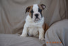Beabull Puppy For Sale Fredericksburg Ohio Cody  Male