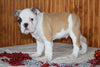Miniature Bulldog Puppy For Sale Male Caramel Dundee, Ohio