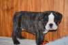 Miniature Bulldog Puppy For Sale Male Midnight Dundee, Ohio