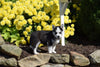 AKC Registered Siberian Husky Puppy For Sale Female Florisa  Beach City Ohio