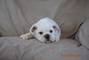 Beabull Puppy For Sale Fredericksburg Ohio Chance Male