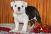 Miniature Bulldog Puppy For Sale Female Oreo Dundee, Ohio