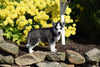 AKC Registered Siberian Husky Puppy For Sale Male Flash  Beach City Ohio