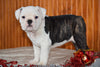 Miniature Bulldog Puppy For Sale Female Oreo Dundee, Ohio