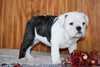 Miniature Bulldog Puppy For Sale Female Oreo Dundee, Ohio