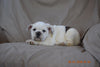 Beabull Puppy For Sale Fredericksburg Ohio Chance Male