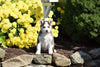 AKC Registered Siberian Husky Puppy For Sale Male Freddy  Beach City Ohio