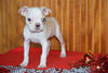 AKC Registered Boston Terrier Puppy For Sale Female Pearl Dundee, Ohio