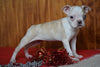 AKC Registered Boston Terrier Puppy For Sale Female Pearl Dundee, Ohio