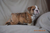 Beabull Puppy For Sale Fredericksburg Ohio Walter Male
