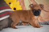 Brussels Griffon Puppy For Sale Male Baxter Apple Creek, Ohio