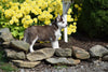 AKC Registered Siberian Husky Puppy For Sale Male Frisky  Beach City Ohio