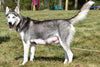 AKC Registered Siberian Husky Puppy For Sale Male Flash  Beach City Ohio
