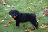 AKC Registered Rottweiler Puppy For Sale Fredericksburg Ohio Female Bell